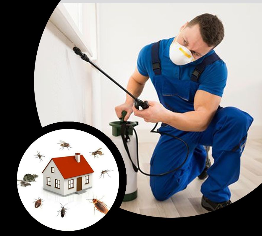 Max Force Pest Control Sydney - Professional Pest Extermination Services in Leppington, Oran Park & Campbelltown
