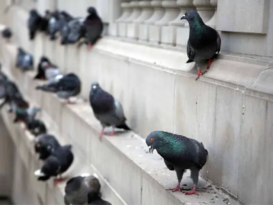 Bird Control Sydney - Max Force Pest Control Sydney