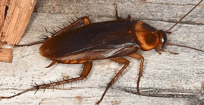 Cockroach Pest Control Sydney