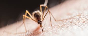 Mosquito Pest Control Sydney
