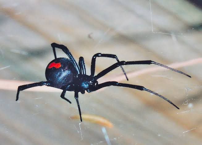 Spider Pest Control Sydney