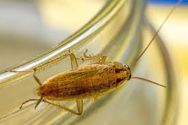 How to Get Rid of Cockroaches in Your Home Fast (Australia Guide)