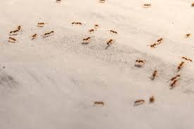 Top 10 Ant Control Tips for Australian Homeowners