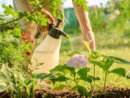 DIY Pest Control Tips: How to Keep Your Home Pest-Free Naturally