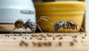 Ant Control in Australia: How to Get Rid of Ants Permanently