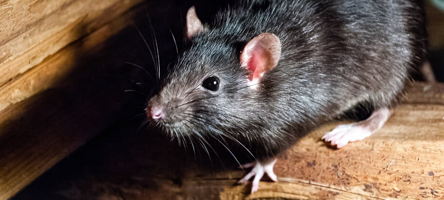 Rodent Control in Australia: How to Get Rid of Rats and Mice