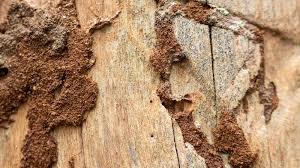 Signs You Have a Termite Problem (And What to Do Next)