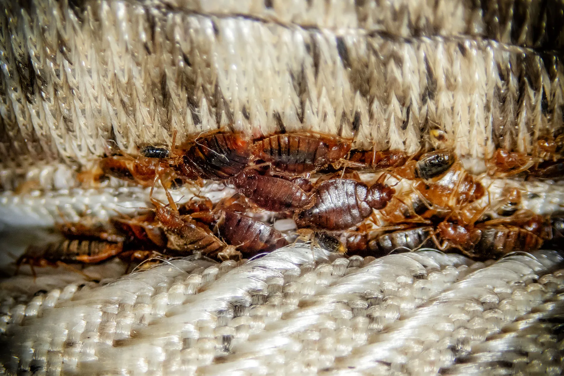Bed Bug Control in Australia: How to Detect and Eliminate Them